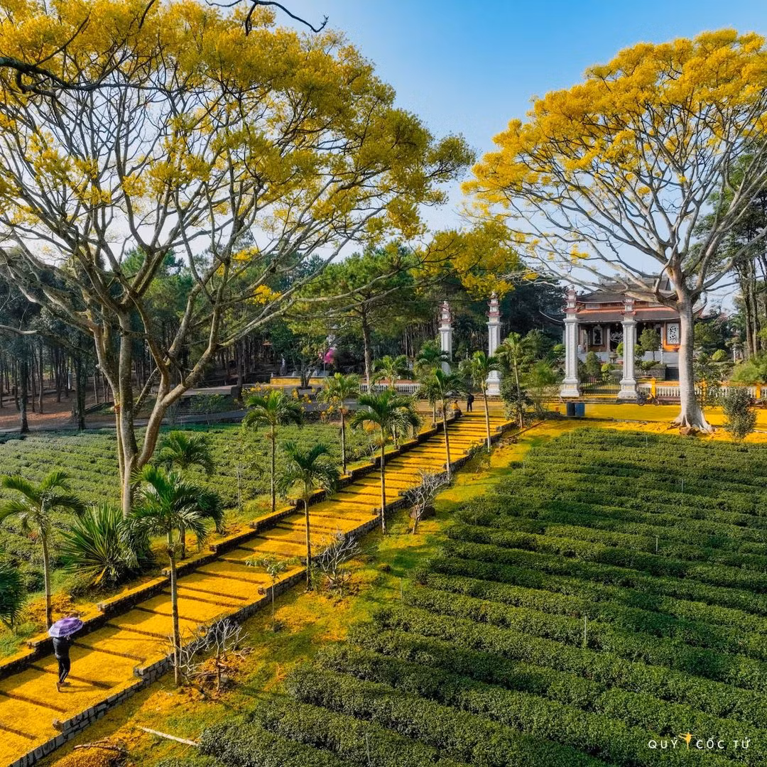 Những chùm hoa sẽ nở rộ, nhuộm vàng cả một góc trời nếu đúng vào mùa của nó.