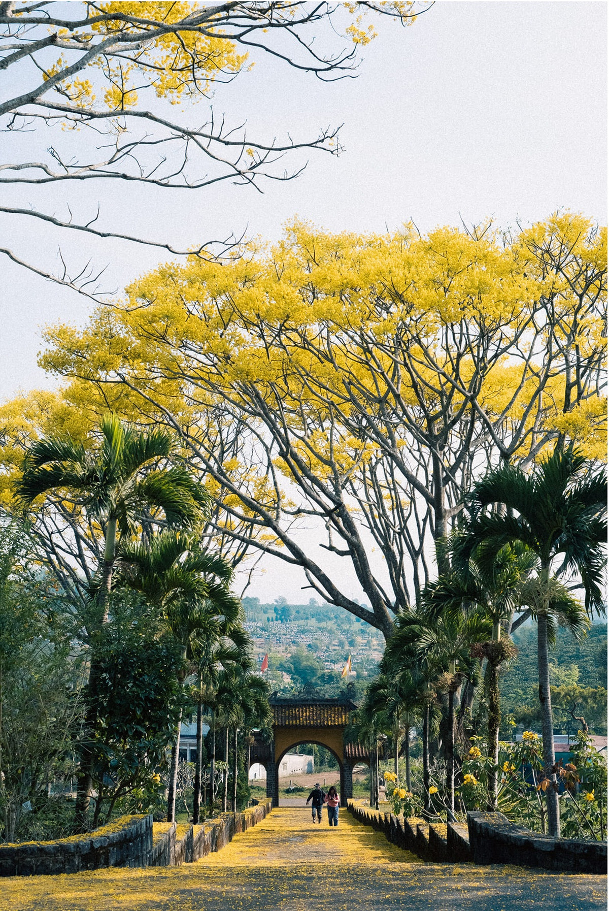 Con đường từ cổng Tu viện đi lên chánh điện được trải thảm vàng kỳ ảo đến mê hoặc.