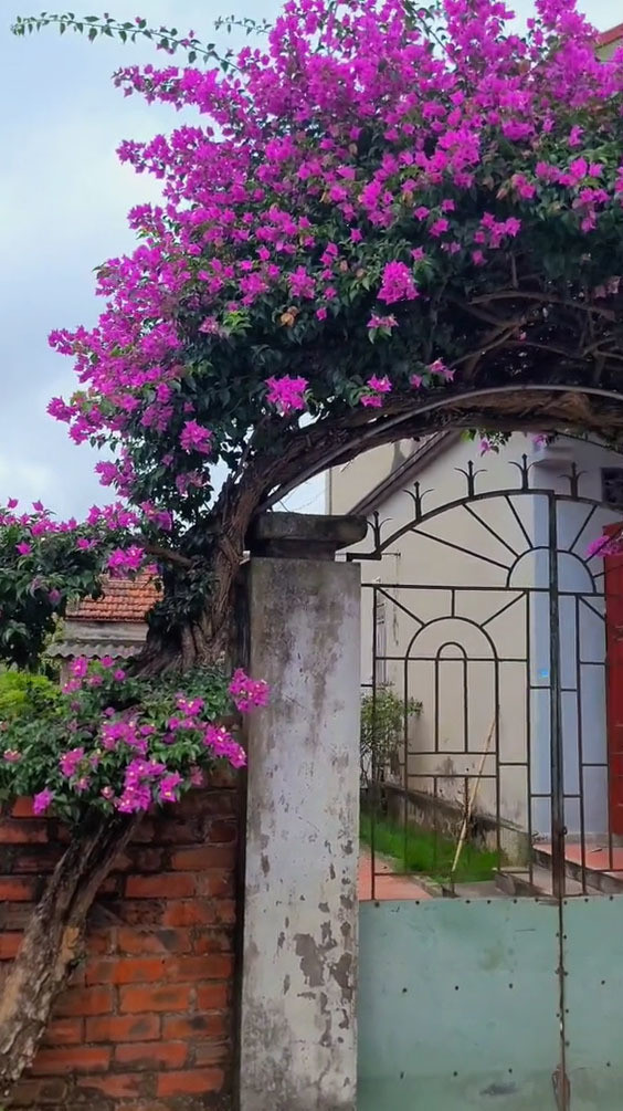 Nhiều người lo ngại rằng, với cây quý như vậy, chủ nhà không lắp camera rất dễ xảy ra mất mát.