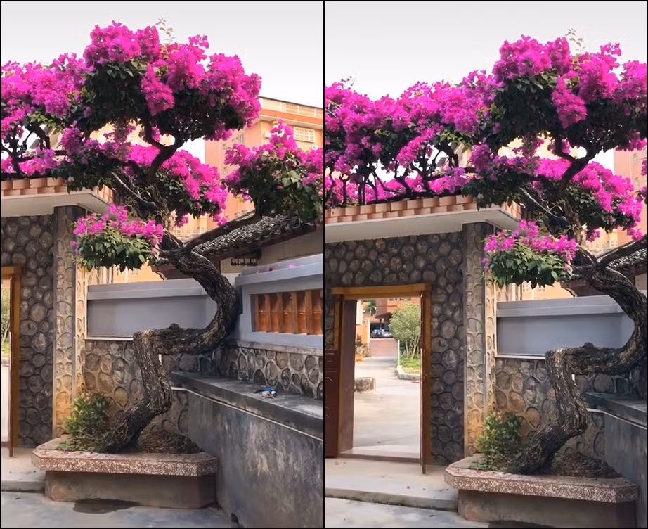 Cách đây khá lâu trên MXH từng xuất hiện hình ảnh hoa giấy có thân hình uốn lượn, cứ đến mùa lại nở hồng rực cả một khoảng sân rộng lớn.