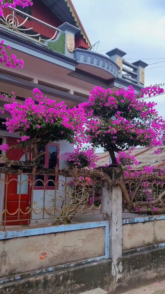 Điều đáng nói, thân hình của giàn hoa giấy lan rất xa, kín từ đầu tới cuối cổng nhà. Từng nhánh của hoa giấy chụm lại thành cụm lớn, cứ đến mùa lại nở bung tạo nên khung trời màu hồng rất lãng mạn.