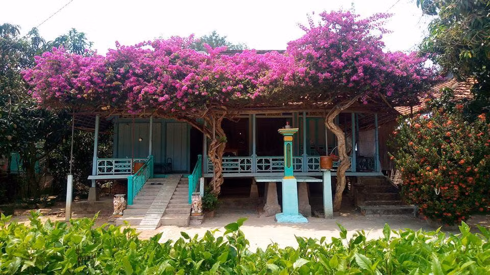 Một vị đại gia khác đã từng chơi lớn đổi cả căn chung cư tiền tỷ để rước cây hoa giấy 5 màu độc đáo.