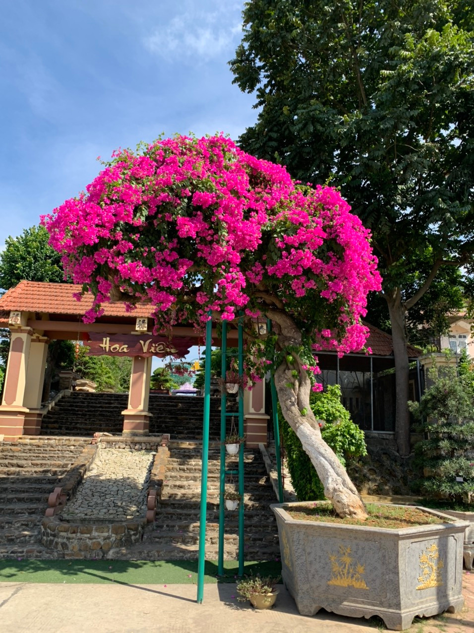 Đa phần cư dân mạng đều dành lời khen ngợi cho cây "khủng" này như: "Tìm đâu được cây có thế đẹp như này", "Cây này leo lên cả tầng mái, quay camera mãi không hết, có khi phải dùng flycam mới chiêm ngưỡng hết được",...