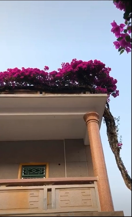 Sau khi đoạn clip chia sẻ lên MXH đã nhanh chóng thu hút sự chú ý. Đặc biệt, từ giọng thuyết minh trong đoạn clip nên nhiều người mới biết được giàn hoa giấy này được định giá 7 tỷ.