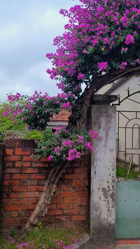 Đây không phải lần đầu tiên cây hoa giấy độc lạ gây sốt mạng xã hội. Trước đó, cư dân mạng nhiều lần trầm trồ với loạt cây hoa giấy "khủng", hiếm có khó tìm khác.