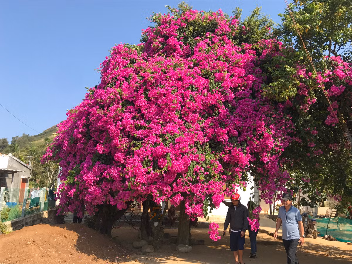 Những thú chơi cây hoa giấy "khủng" đã nhiều lần thu hút sự quan tâm của cộng đồng mạng. Ảnh: Tổng hợp