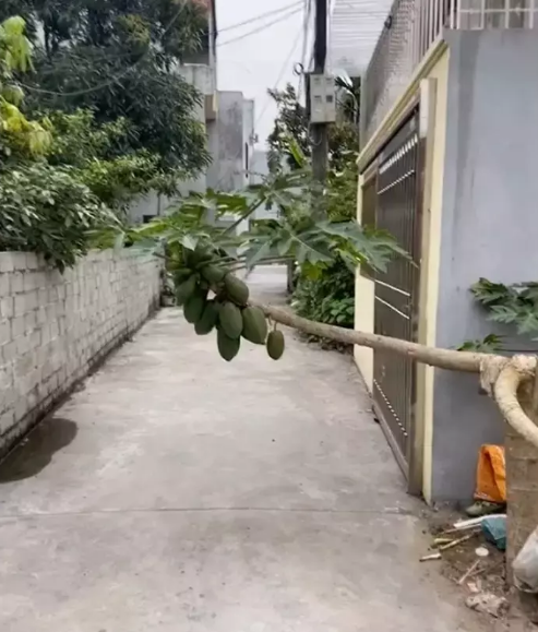 Không chỉ sở hữu hình dáng khác thường, cây đu đủ này còn rất sai quả, chủ nhà cho mãi mà vẫn không hết và chất lượng thì lúc nào cũng ngon ngọt.