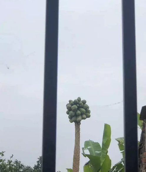 Theo chàng trai thì cây đu đủ này đã sống lâu lắm rồi, hiện tượng tẻ nhánh kỳ lạ như vậy bất ngờ xuất hiện từ lúc cây bị hỏng ngọn.