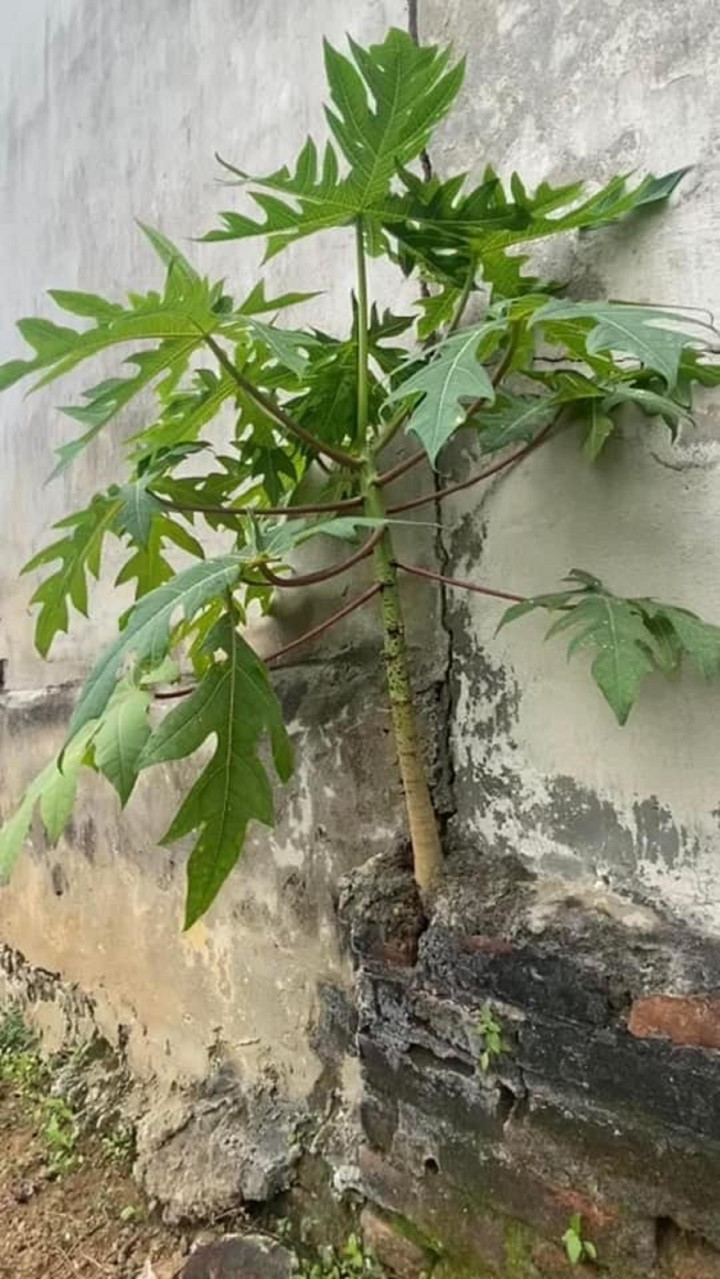 Thứ gây sửng sốt chính là hình dáng mọc khó hiểu của gốc cây đu đủ này. Không chỉ cao lớn, vững chắc, cây đu đủ trong ảnh bất ngờ tẻ ra nhiều nhánh cây ngoằn ngoèo, uốn lượn với đủ hình thù khác nhau ôm trọn lấy một góc vườn.