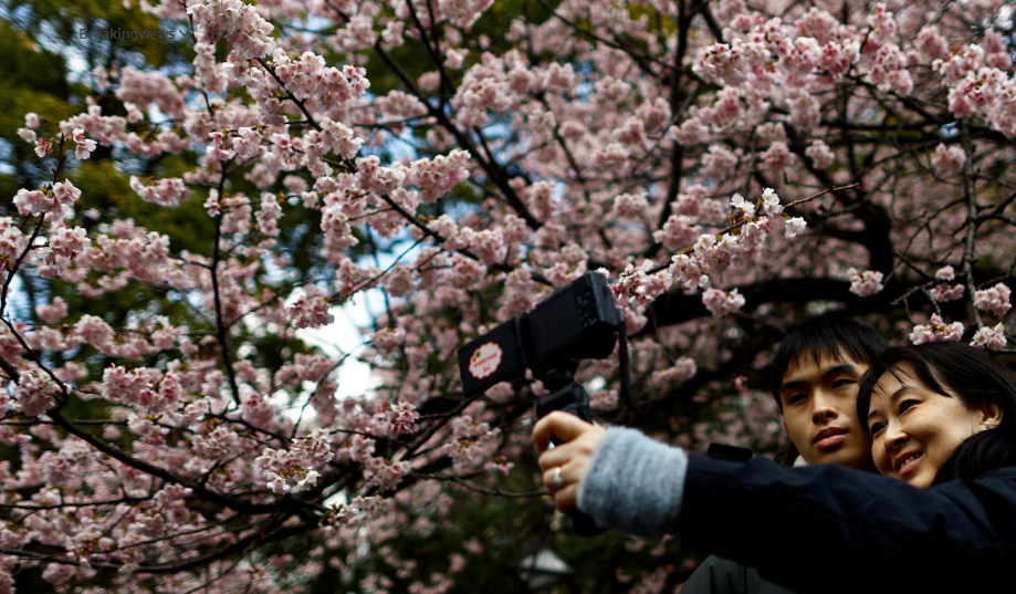 Du khách chụp ảnh dưới tán hoa anh đào Ookanzakura nở rộ sớm tại Công viên Ueno ở Tokyo, Nhật Bản, ngày 8/3.