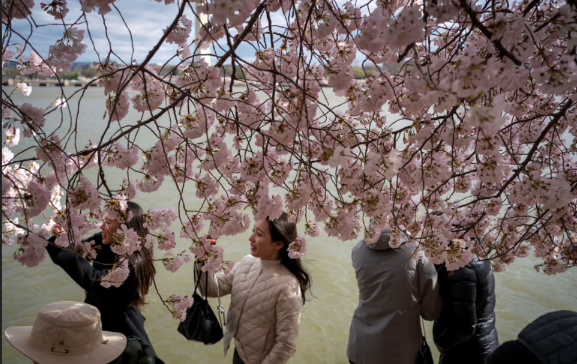 Du khách chụp ảnh dưới tán hoa anh đào dọc theo Tidal Basin ở Washington, Mỹ, ngày 19/3.