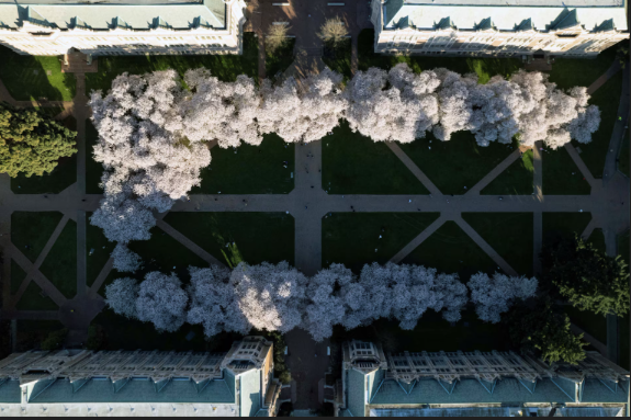 Quang cảnh trong khuôn viên Đại học Washington ở Seattle, Washington, Mỹ, ngày 19/3, khi mùa xuân đến.