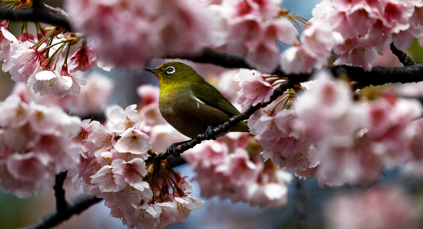 Chú chim đậu trên cành hoa anh đào Ookanzakura nở sớm tại Công viên Ueno ở Tokyo, Nhật Bản, ngày 8/3.