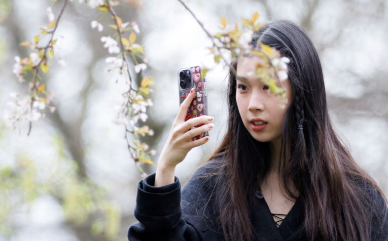 Một cô gái chụp ảnh hoa anh đào tại Công viên St James ở London, Anh, ngày 16/3.