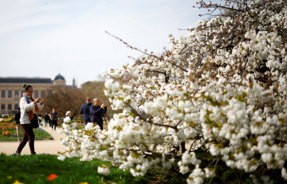 Người dân chụp ảnh cây hoa anh đào tại vườn bách thảo Jardin des Plantes vào ngày đầu xuân ở Paris, Pháp, ngày 20/3.