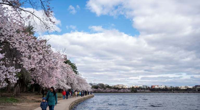 Du khách đi dưới hàng cây anh đào ở Washington ngày 19/3.