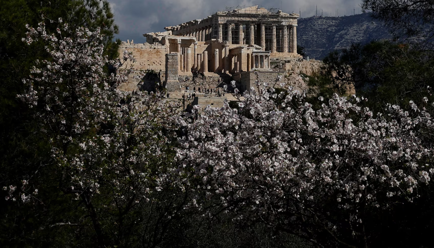 Một cây hạnh nhân nở hoa gần Acropolis ở Athens, Hy Lạp, ngày 4/3.