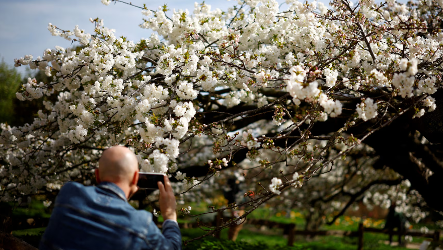 Hãng Reuters đăng tải loạt ảnh ghi lại cảnh sắc mùa xuân rực rỡ khắp thế giới. Ảnh: Một người đàn ông chụp ảnh cây hoa anh đào tại vườn bách thảo Jardin des Plantes vào ngày đầu xuân ở Paris, Pháp, ngày 20/3. (Nguồn ảnh: Reuters)