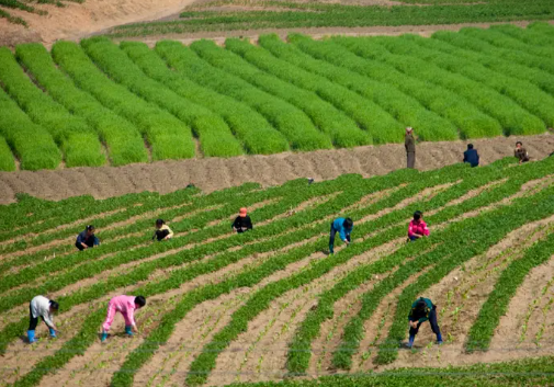 Cảnh lao động, trồng trọt trên cánh đồng.