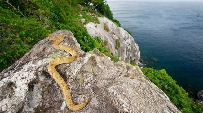 7. Ilha da Queimada Grande ở Brazil: Ilha da Queimada Grande, còn được gọi là Đảo Rắn, là quê hương của một trong những loài rắn độc nhất thế giới - rắn hổ lục đầu giáo vàng.