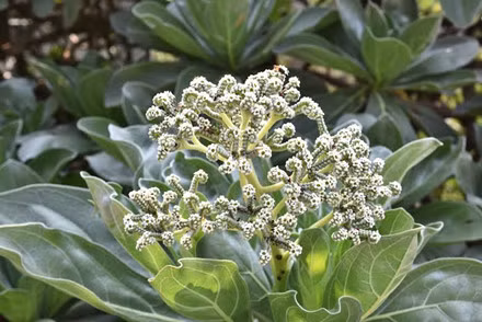 Ve dep hoang so cua “bau vat tu nhien cua Quang Ngai”-Hinh-17