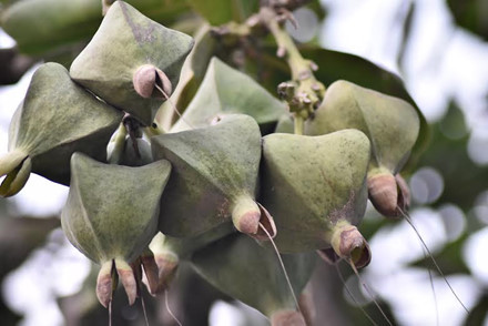 Ve dep hoang so cua “bau vat tu nhien cua Quang Ngai”-Hinh-15