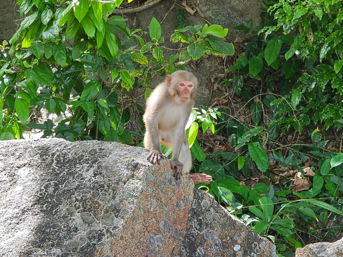 Không chỉ có phong cảnh thiên nhiên tuyệt vời, nơi đây còn là môi trường sống của nhiều loài động thực vật quý hiếm.