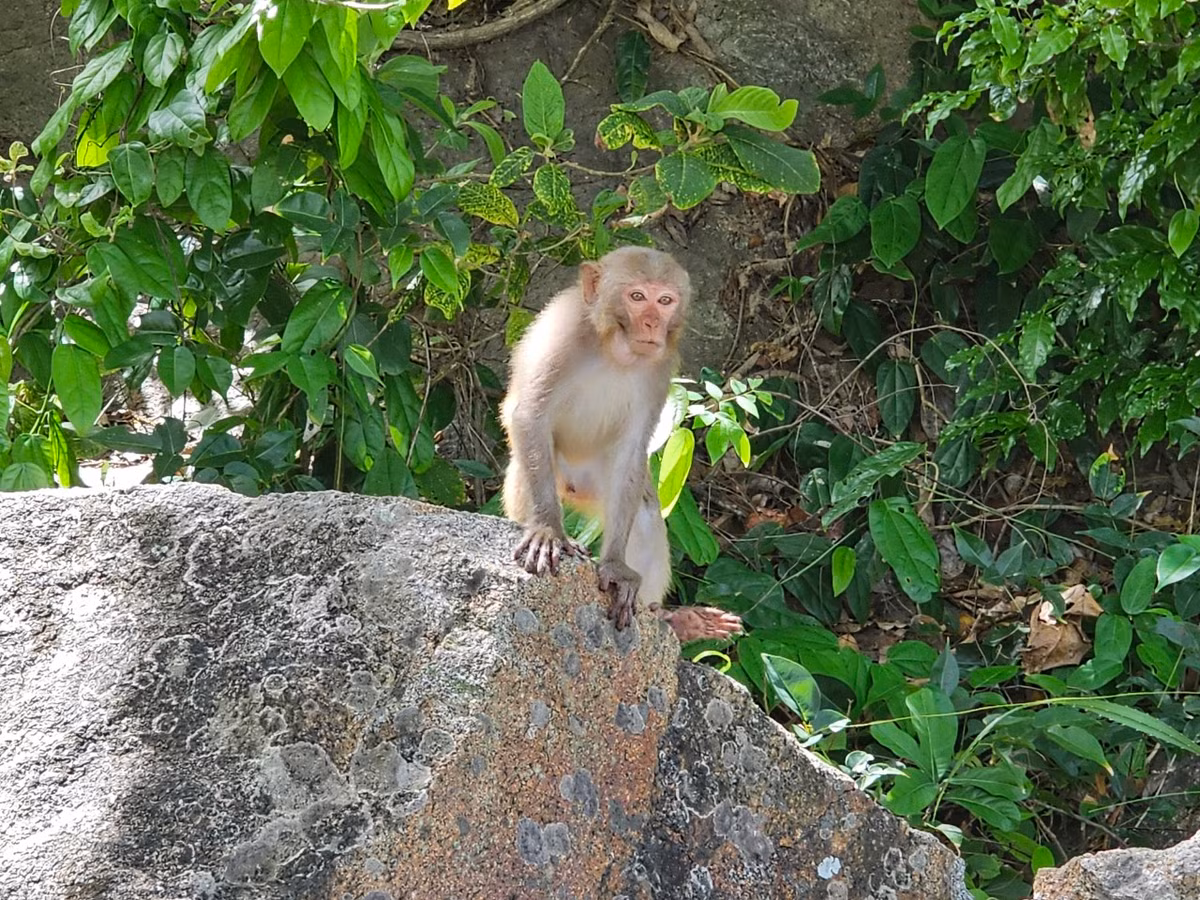 Không chỉ có phong cảnh thiên nhiên tuyệt vời, nơi đây còn là môi trường sống của nhiều loài động thực vật quý hiếm.