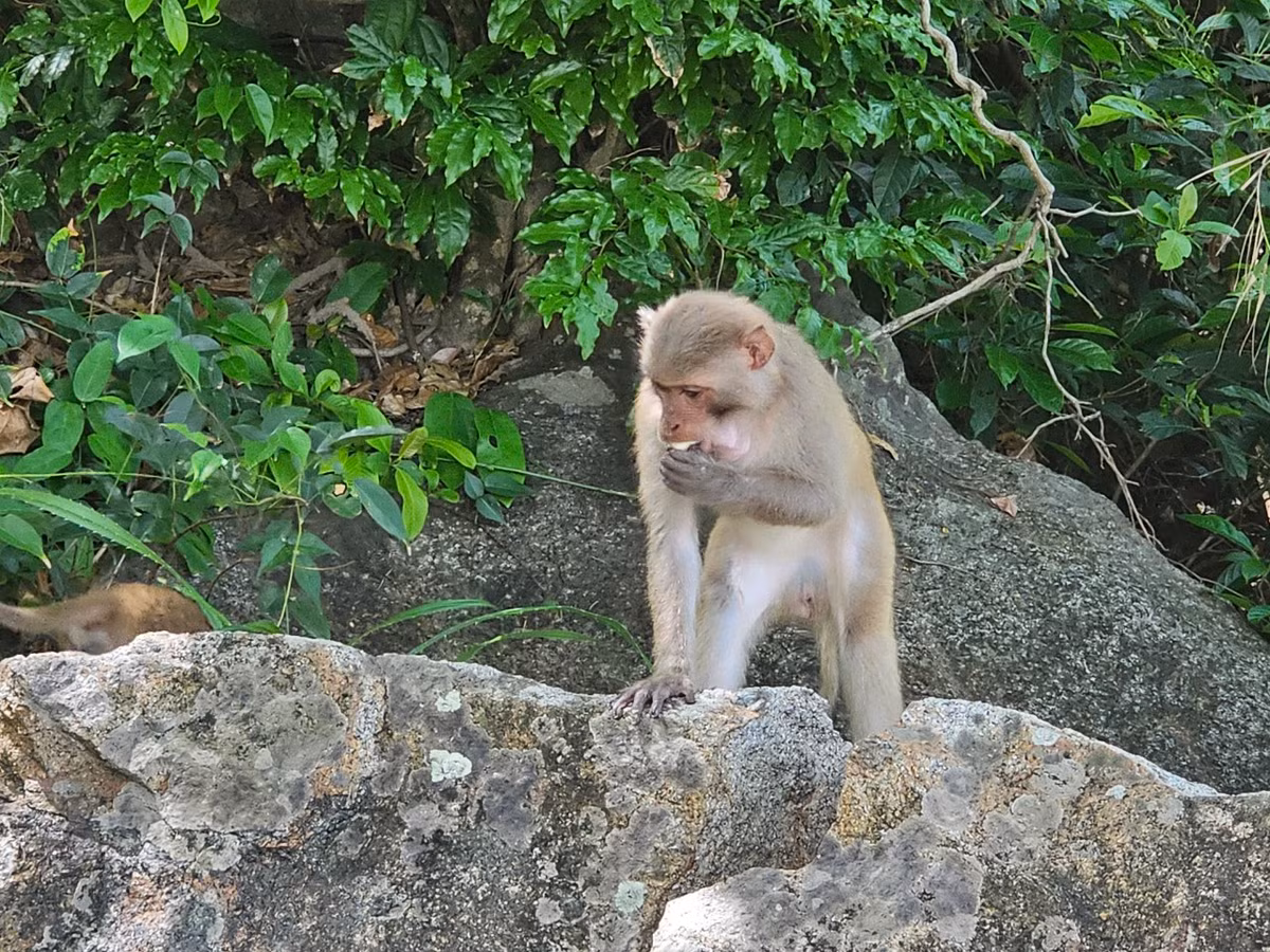 Chúng ăn được hầu hết các loại thức ăn được du khách mang đến.