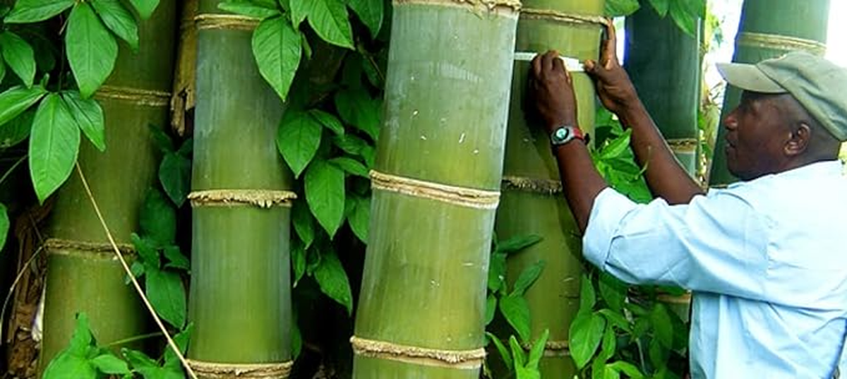 Tre khổng lồ có nhiều ứng dụng khác nhau như làm vật liệu xây dựng, làm đồ thủ công mĩ nghệ, dệt vải sợi tre, măng tre dùng làm thực phẩm… Ảnh: Amazon.