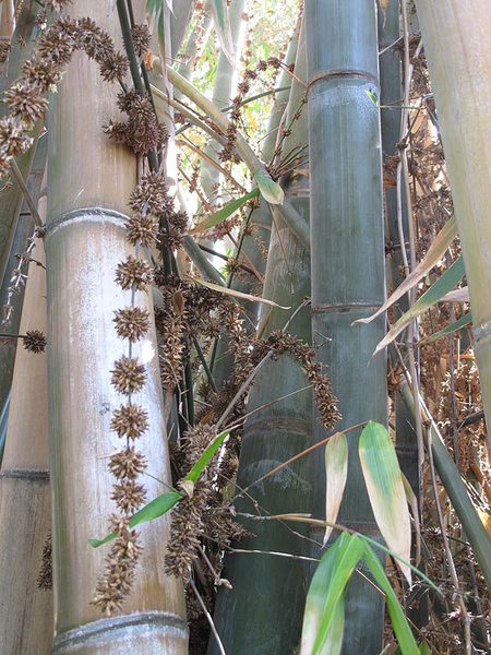 Trong tự nhiên, tre khổng lồ mọc nhiều trong các khu rừng rậm và dọc bờ sông. Chu kỳ ra hoa và tạo hạt giống của cây mất khoảng 40 năm. Ảnh: Pow.