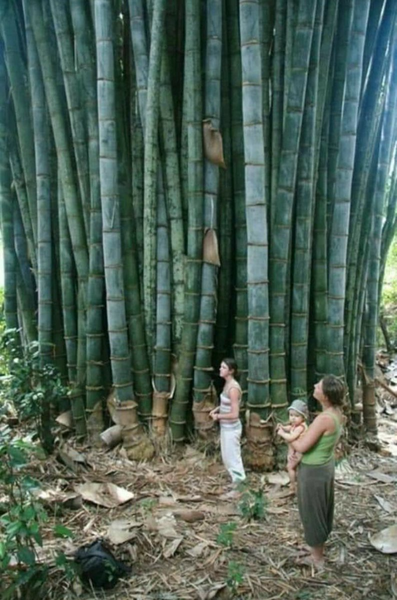 Tre khổng lồ mọc nhiều ở Ấn Độ, Myanmar, Thái Lan, Lào và Trung Quốc (tỉnh Vân Nam). Ảnh: Lovecrewar.