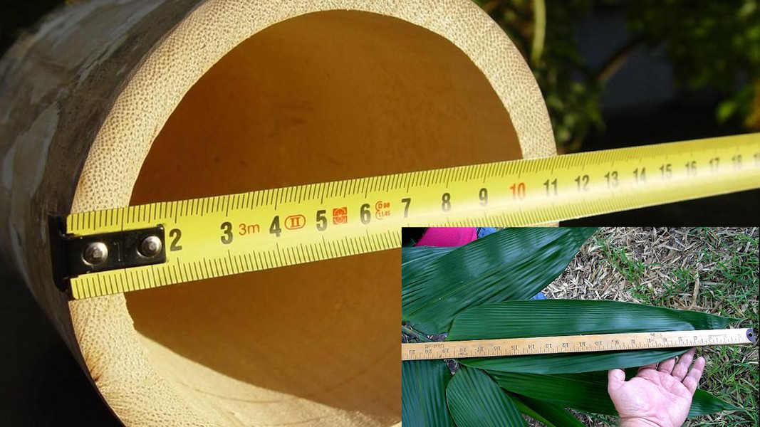 Chiều dài mỗi đốt tre từ 25–40 cm, đường kính 10–35 cm. Lá có thể dài đến 20 cm. Thành ống dày đến 2,5 cm. Gốc cây mập mạp, các cành nhánh chỉ mọc ra từ những đốt trên cùng.