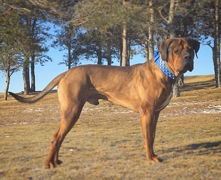 Trong quá khứ, những cuộc chọi chó là hoàn toàn hợp pháp, thậm chí còn được khuyến khích bởi chúng đại diện cho những Samurai (vào khoảng cuối thế kỷ 18, đầu thế kỷ 19). Ngày nay. việc Tosaken tham gia vào các trận đấu truyền thống vẫn tồn tại.