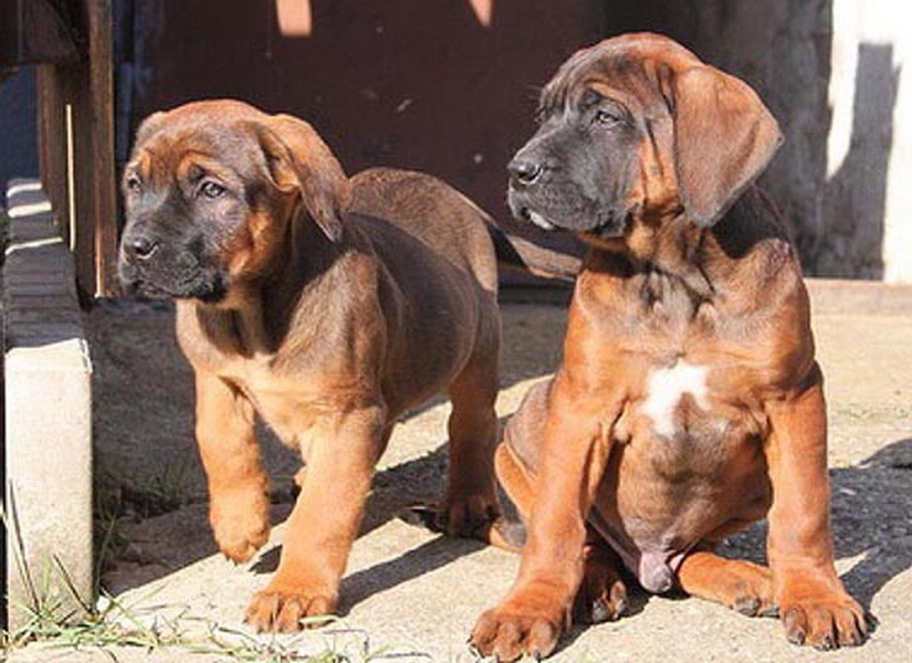 Để có được một chú chó ngoan, bắt buộc phải luyện tập. Và điều đó còn đúng hơn trong trường hợp của loài Tosaken này. Chúng sống rất bản năng, thường gây gổ với các loài chó khác, nhưng nếu được huấn luyện kỹ càng, chó Tosaken sẽ là một người bạn đáng tin cậy của con người.