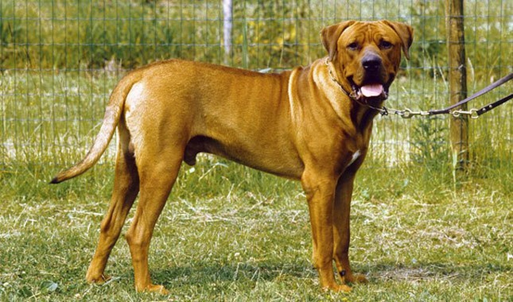  Chó Tosaken tham gia trận chọi chó theo tinh thần sumo, tinh thần thượng võ. Bác sĩ thú y với đầy đủ trang thiết bị và cả những người chủ luôn sẵn sàng lao vào can thiệp đề phòng trường hợp có một con nào hung hăng quá đà.