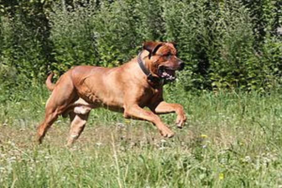 Chúng được đánh giá là một giống chó nguy hiểm với cơ thể khổng lồ và nguồn sức mạnh bộc phát và được dùng như một con chó chiến binh.