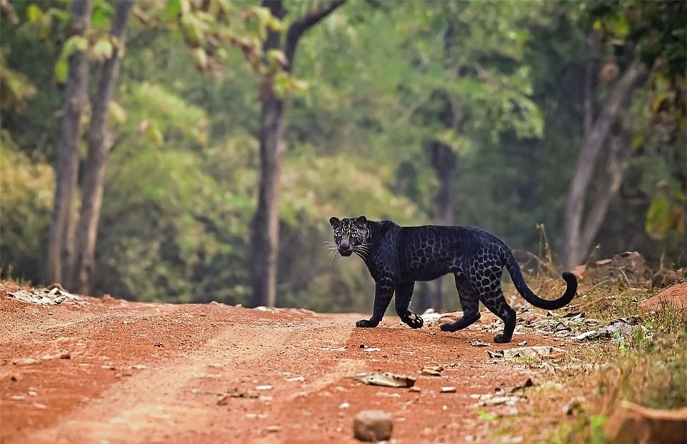 Bao den huyen thoai tinh co bi bat gap khi dang san moi-Hinh-4