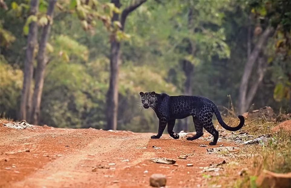Báo đen huyền thoại tình cờ bị bắt gặp khi đang săn mồi - Hình 4 Bao den huyen thoai tinh co bi bat gap khi dang san moi-Hinh-4