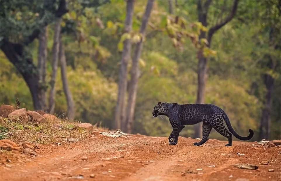 Báo đen huyền thoại tình cờ bị bắt gặp khi đang săn mồi - Hình 2 Bao den huyen thoai tinh co bi bat gap khi dang san moi-Hinh-2
