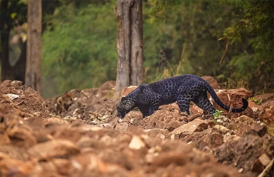Báo đen huyền thoại tình cờ bị bắt gặp khi đang săn mồi Bao den huyen thoai tinh co bi bat gap khi dang san moi
