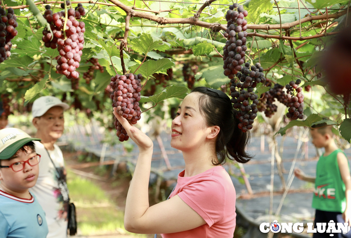 Vuon nho chin mong o Ha Noi thanh diem check-in hot-Hinh-5