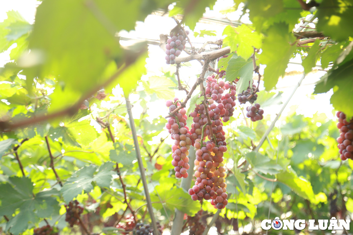 Vuon nho chin mong o Ha Noi thanh diem check-in hot-Hinh-9