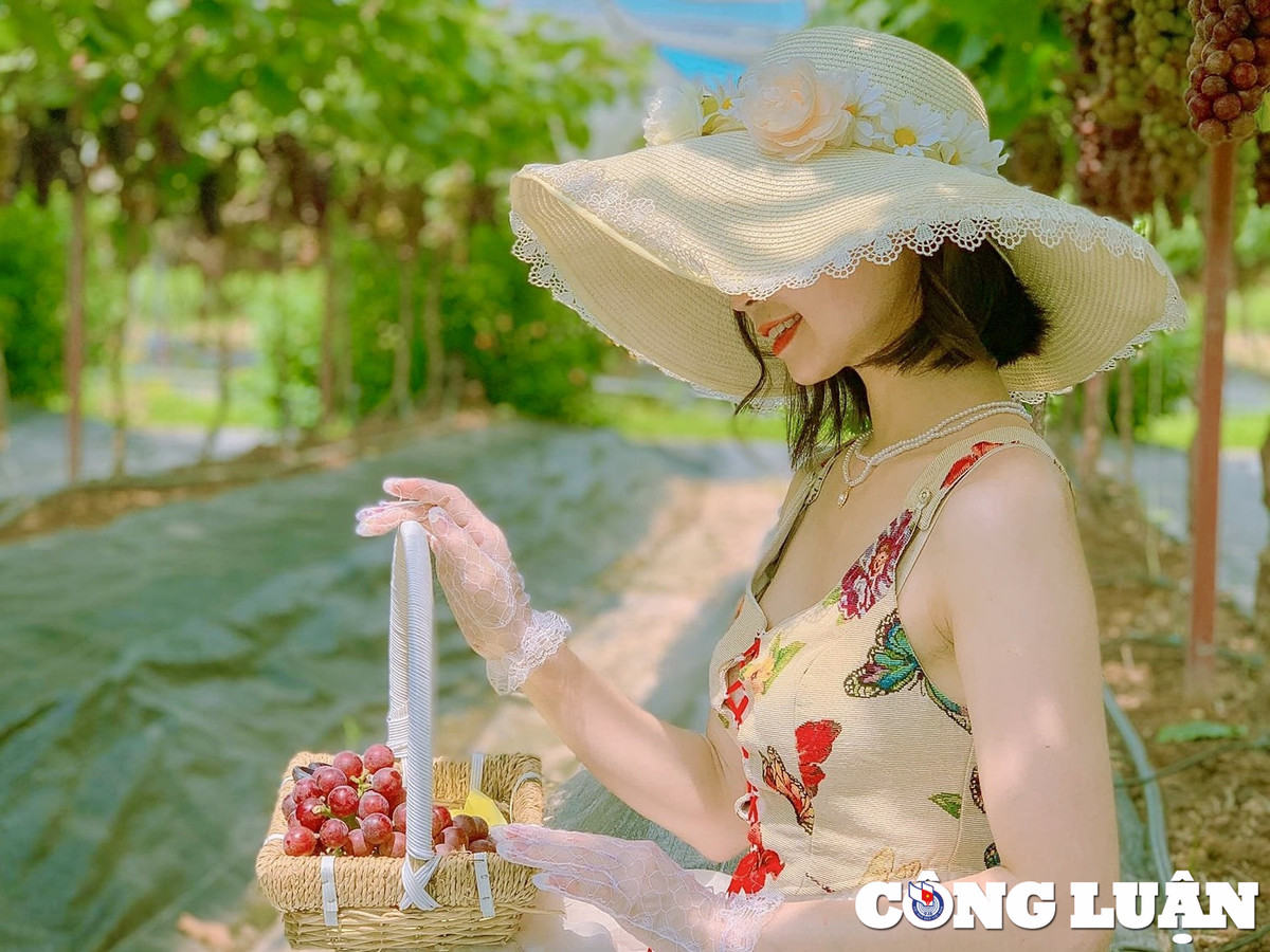 Vuon nho chin mong o Ha Noi thanh diem check-in hot-Hinh-7