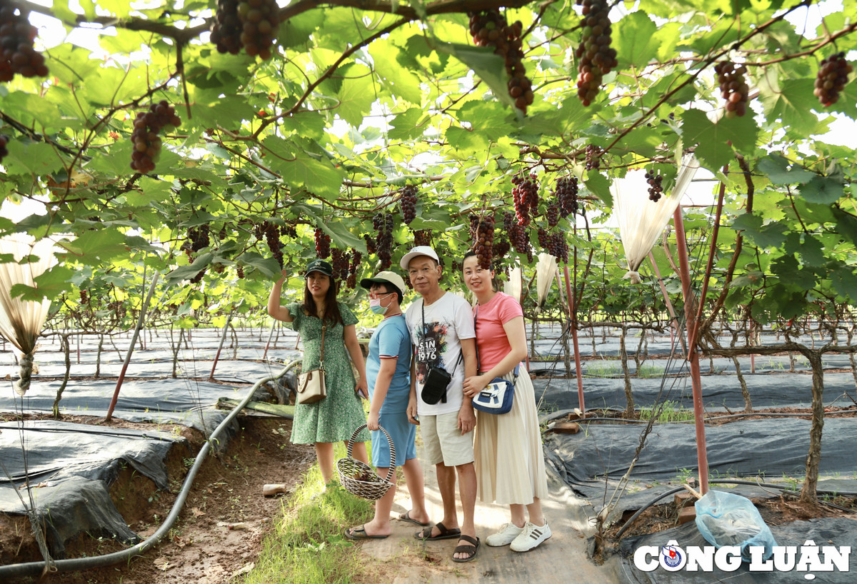 Vuon nho chin mong o Ha Noi thanh diem check-in hot-Hinh-3