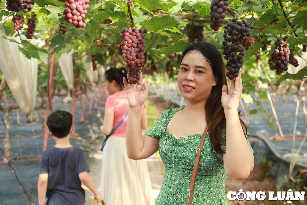 Vuon nho chin mong o Ha Noi thanh diem check-in hot-Hinh-4