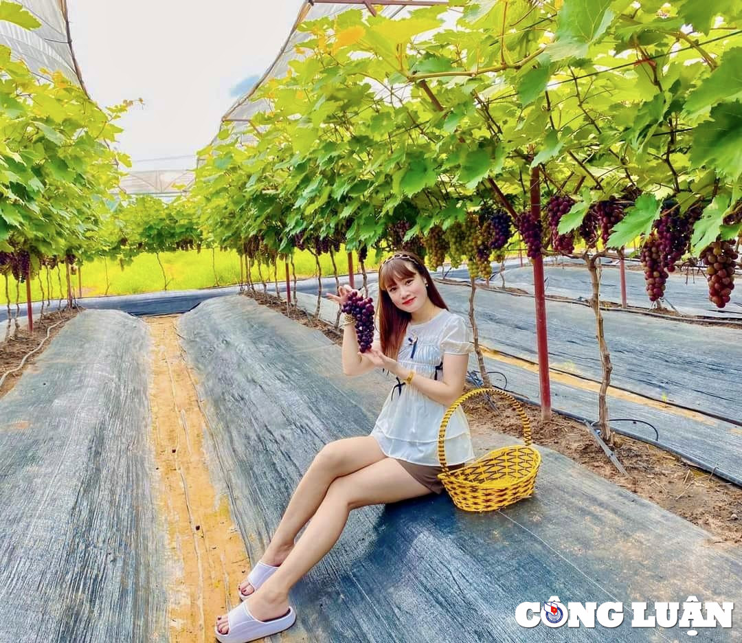 Vuon nho chin mong o Ha Noi thanh diem check-in hot-Hinh-8