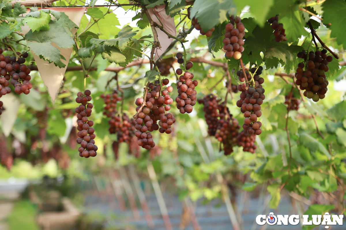 Vuon nho chin mong o Ha Noi thanh diem check-in hot-Hinh-10