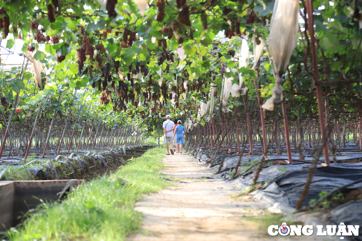 Vuon nho chin mong o Ha Noi thanh diem check-in hot