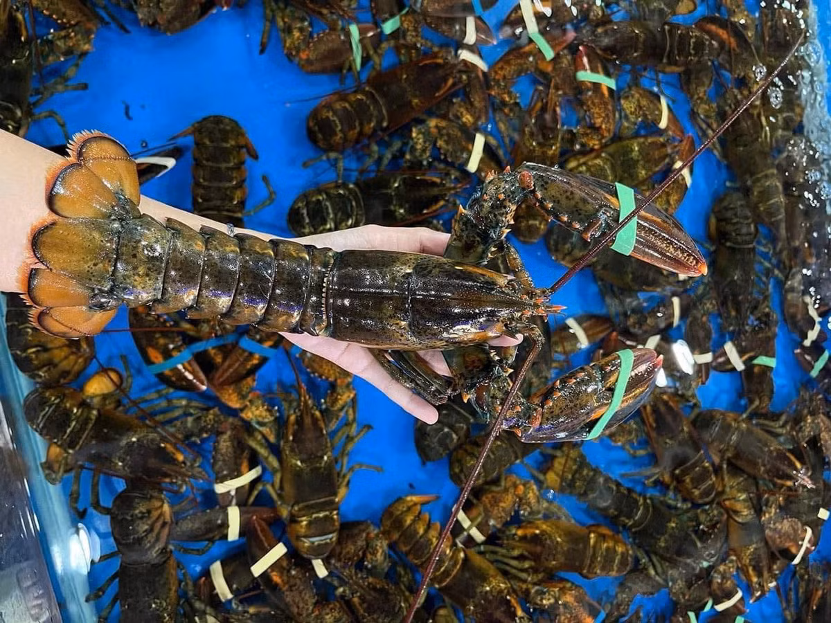 Tom hum Alaska tuoi song giam con gan 400 nghin/con